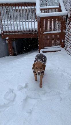 Dogs had fun in the snow, too.