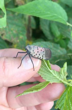 Spotted lanternfly (Photo provided)