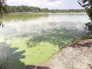 A harmful algal bloom on Pemberton Lake in Burlington County. (Photo courtesy of New Jersey Department of Environmental Protection)