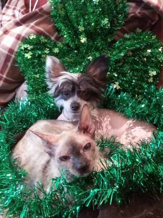 Kimberly Moumblow of Highland Lakes, N.J. &quot;Bald and Irish is beautiful together. Sushi and Piper resting after their St. Patty's search for leprechauns.&quot;