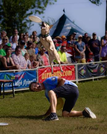 Rescue dogs dazzle with high-flying stunts