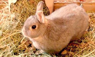 Wonder if this rabbit knows the actual Easter Bunny? Children have opportunity to have breakfast with the Easter Bunny (not pictured) on April 4 at the Sparta Public Library.