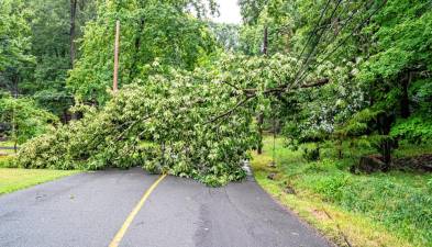 ST1 A tree rests on electric wires Sunday afternoon, June 30 on West Shore Trail in Sparta. Jersey Central Power &amp; Light reported that 177 customers were without power about 8:30 p.m. All power had been restored by Monday morning, July 1, according to JCP&amp;L. (Photo by Nancy Madacsi)