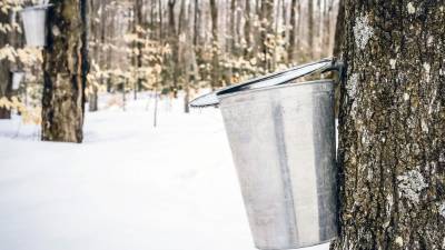 From tree to table: See how maple syrup is made