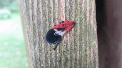 Linda Kabis sent this photo of spotted lanternfly parts on her deck railing in Green Township.