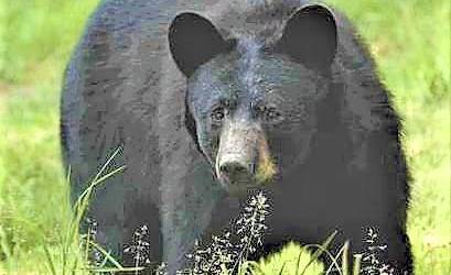 New Jersey bear hunt begins with first two bears taken in Sussex County 