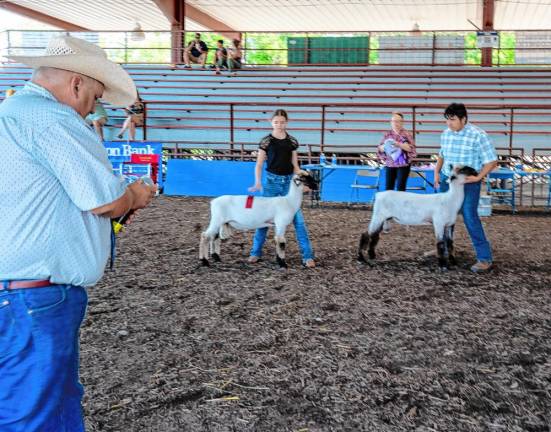 <b>Sheep judging Saturday, Aug. 3</b>. (Photo by Nancy Madacsi)