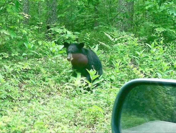 A bear seen in High Point State Park, in NJ.