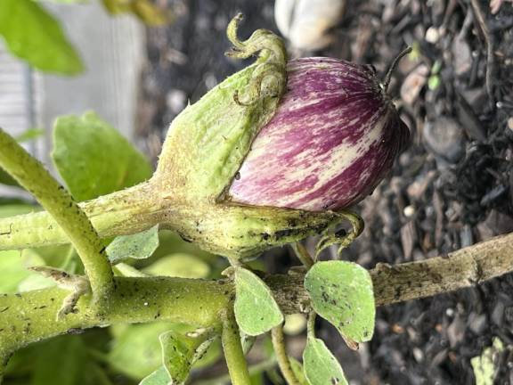 <b>An eggplant at April Perciballi’s garden. Photo: Bill Woolley</b>