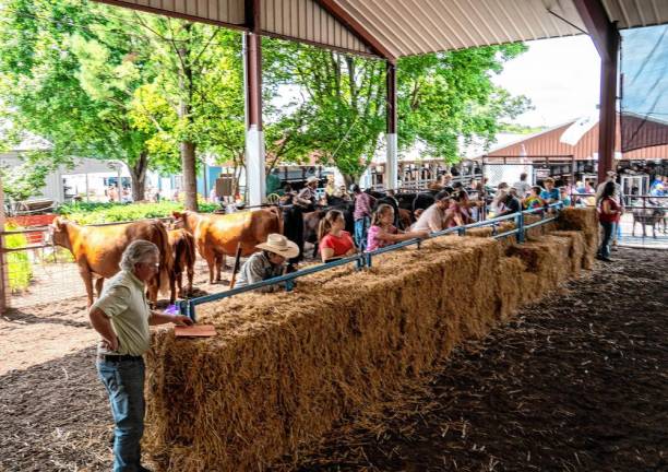 <b>Cows wait for judging. (Photo by Nancy Madacsi)</b>