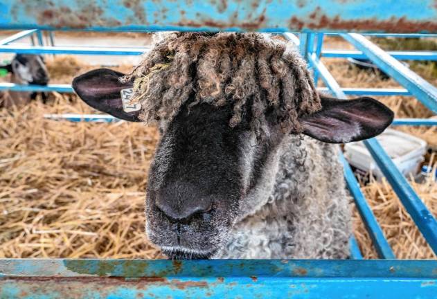 <b>A goat at the fair. (Photo by Nancy Madacsi)</b>