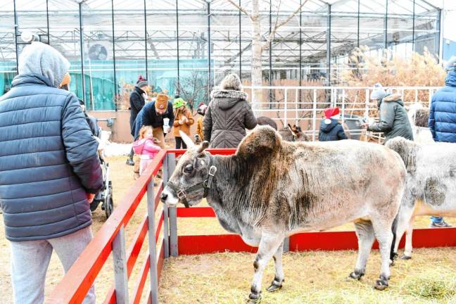 <b>A Zebu, a species native to India, is among the animals on display.</b>