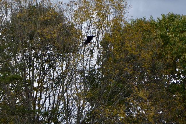 Bald eagles no longer ‘endangered’ in New Jersey, but not everyone’s celebrating