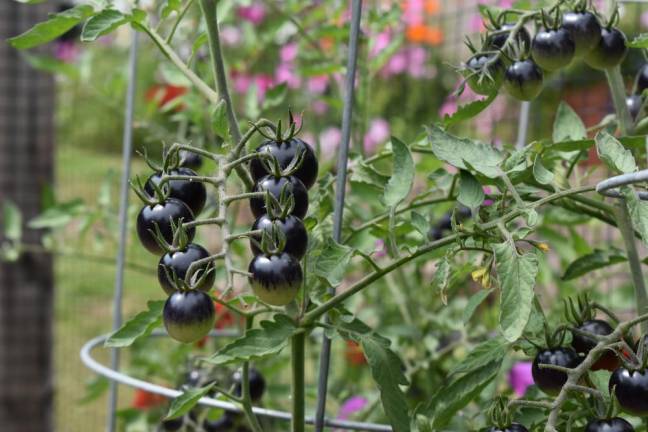 Black cherry tomatoes at the Landmark Inn garden in Warwick were among the unusual varieties to be seen on the Kitchen Garden Tour.