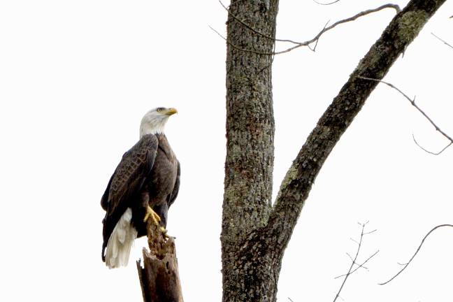 Bald eagles no longer ‘endangered’ in New Jersey, but not everyone’s celebrating