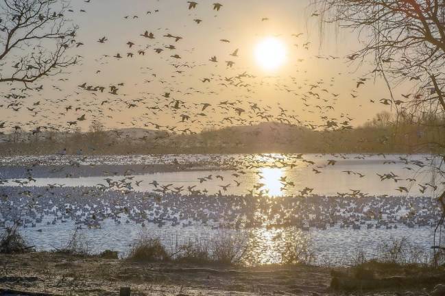 Snow geese lift off at sunrise at Middle Creek Wildlife Management Area in Pennsylvania. (Bay Journal photo by Dave Harp)