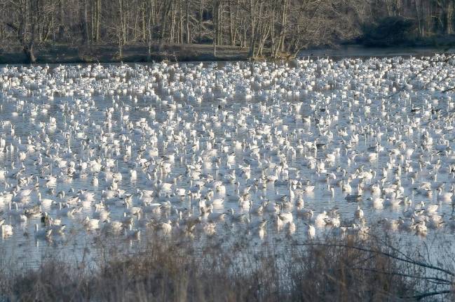 Hundreds of migrating snow geese pack into the cove of a lake at Middle Creek Wildlife Management Area. (Bay Journal photo by Dave Harp)