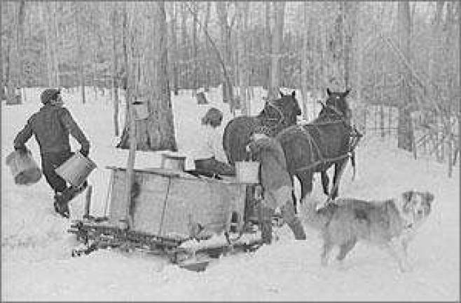 Learn how maple syrup is made