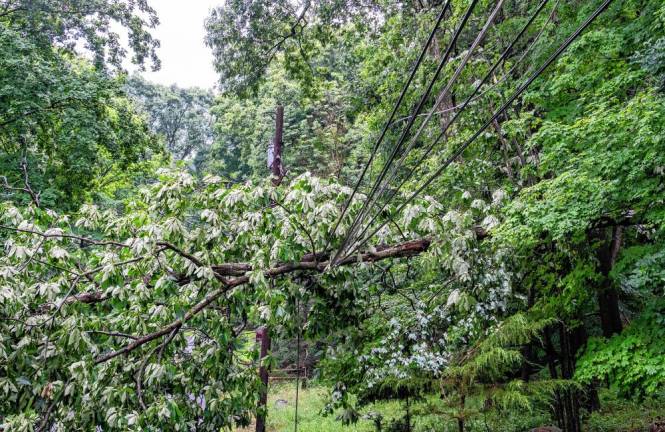 Tree falls on wires