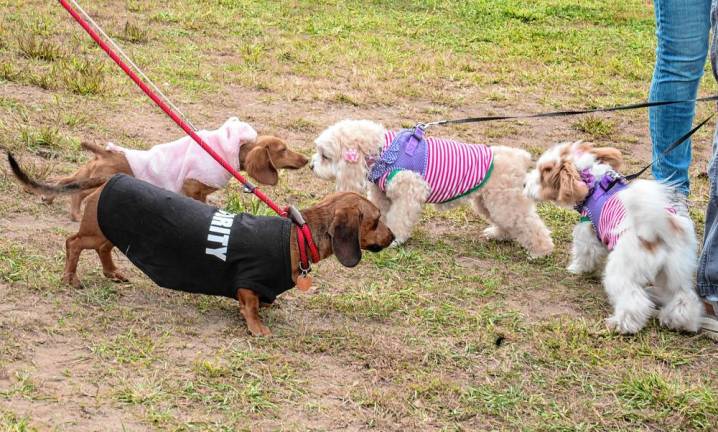 Dog Show &amp; Parade raises funds for shelters