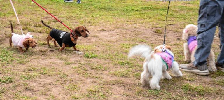 Dog Show &amp; Parade raises funds for shelters